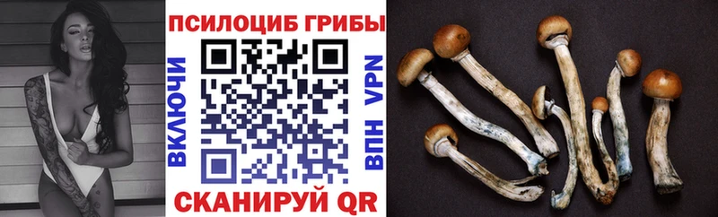 Псилоцибиновые грибы Psilocybe  Цоци-Юрт 